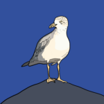 Ring-billed seagull