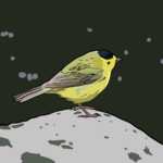 Wilson's warbler, river background
