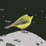 Wilson's warbler, river background