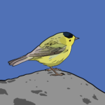 Wilson's warbler, light background