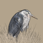 Great blue heron