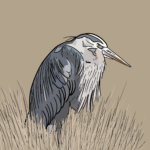 Great blue heron