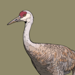 Sandhill crane