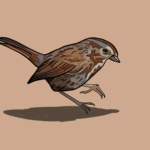 Song sparrow