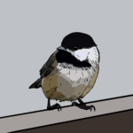 Black-capped chickadee