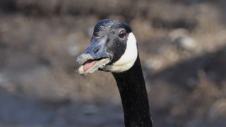 Canada goose being berserk