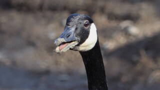 Canada goose being berserk