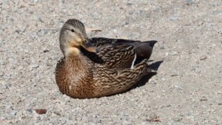 Mallard basking in the sun