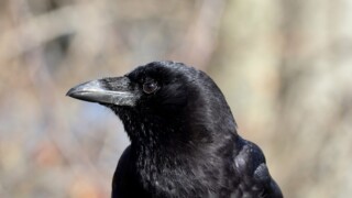 Mr. Crow