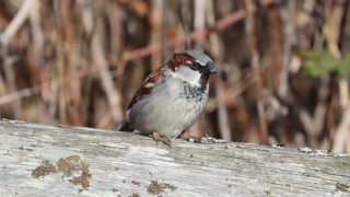 House sparrow