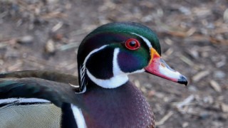 Wood duck