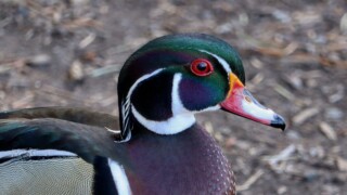 Wood duck