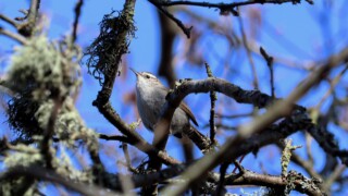 Bewick's wren