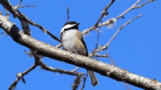 Black-capped chickadee