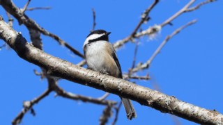 Black-capped chickadee