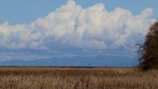 Marshland scenery at Reifel