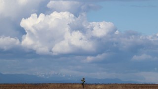 Marshland scenery at Reifel