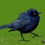 Brewer's blackbird