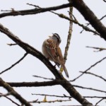 White-crowned sparrow calling out for some lovin'