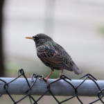 Starling on a wire (fence)
