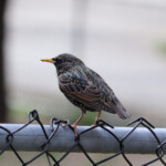 Starling on a wire (fence)