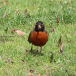 Robin stare