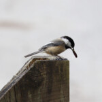 Nest-building run
