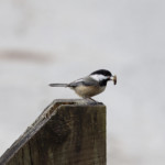 Chickadee in full nest construction mode