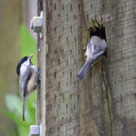 Chickadees gathering nesting material