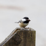 I has nest material