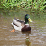Mallard on the river.