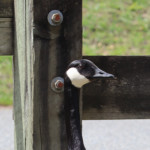 Father goose (I think).