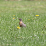 Robin in the grass