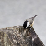 Diving in for material