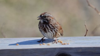 Song sparrow has seed