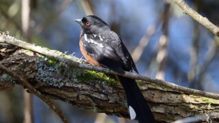 Spotted towhee