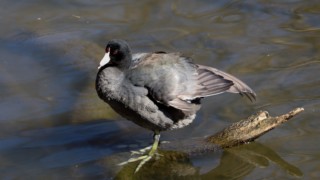 American coot