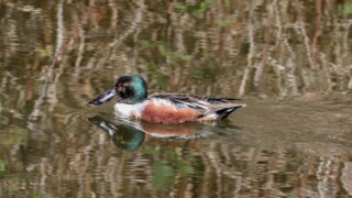 Northern shoveler