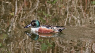 Northern shoveler