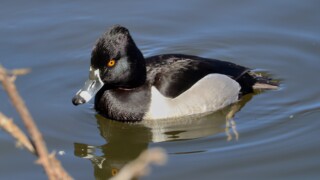 Ring-necked duck