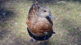 American wigeon