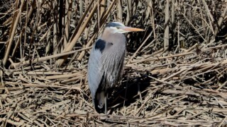 Great blue heron