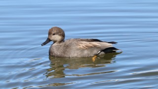 Gadwall