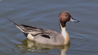 Northern pintail