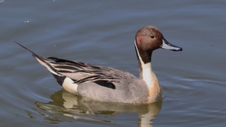 Northern pintail