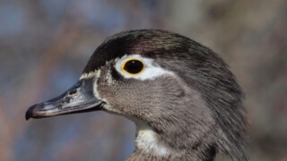Wood duck female