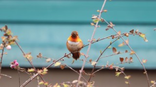 Rufous hummingbird