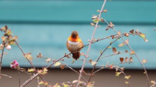 Rufous hummingbird