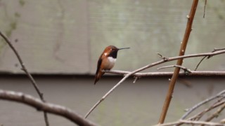 Rufous hummingbird