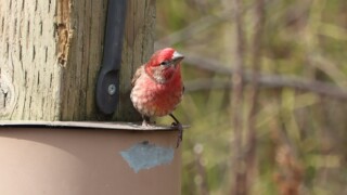 House finch